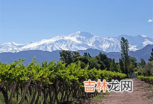 世界上最适合种植酿酒葡萄的4个地区