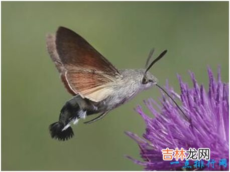 世界上长相最奇特的蛾，蜂鸟鹰蛾既像天蛾又像蜂鸟