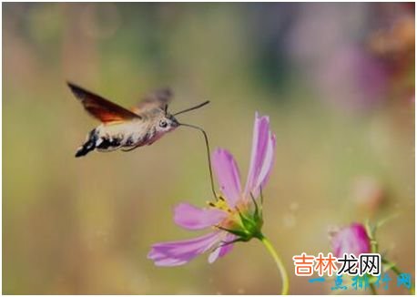 世界上长相最奇特的蛾，蜂鸟鹰蛾既像天蛾又像蜂鸟