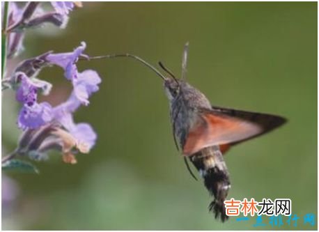 世界上长相最奇特的蛾，蜂鸟鹰蛾既像天蛾又像蜂鸟