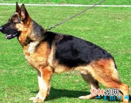 十大最凶猛犬种 二哈居然也上榜