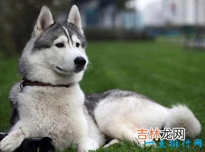 十大最凶猛犬种 二哈居然也上榜