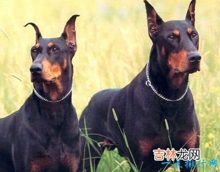 十大最凶猛犬种 二哈居然也上榜