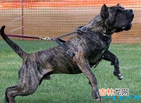 十大最凶猛犬种 二哈居然也上榜