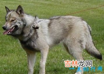 十大最凶猛犬种 二哈居然也上榜