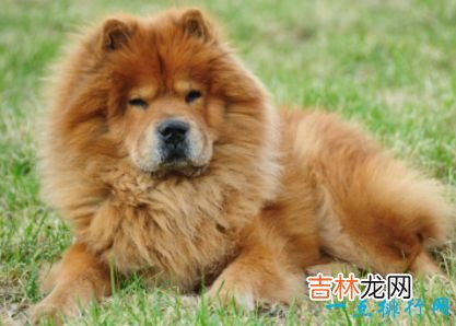 十大最凶猛犬种 二哈居然也上榜