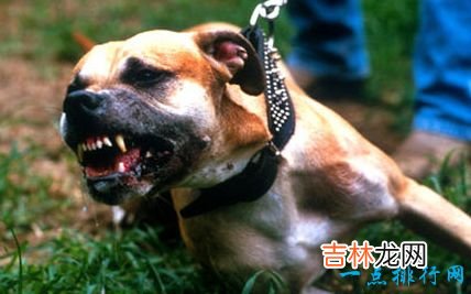 十大最凶猛犬种 二哈居然也上榜