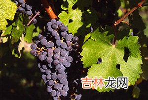 解百纳是什么意思？