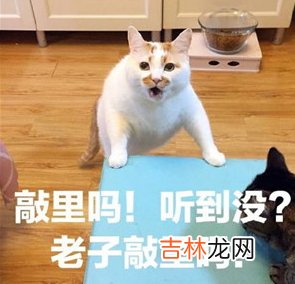 敲里lailai是什么？意思？敲里lailai表情包无水印