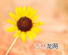 算命取名字_戌土日元个性详解