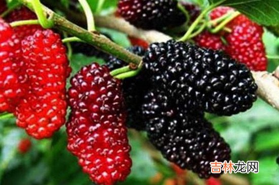 桑葚吃了有什么好处