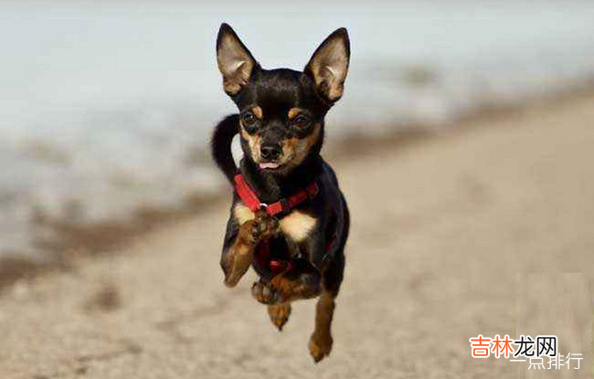 小型犬品种大全 十大最方便好养的小型犬