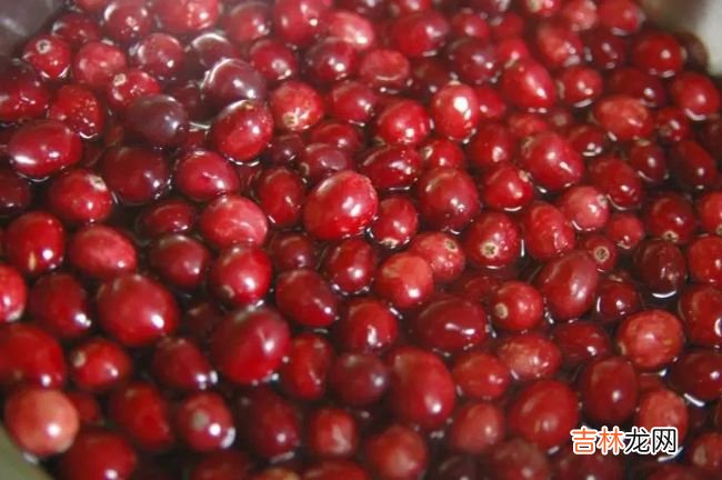 十大高抗氧化食品 枸杞位居第一