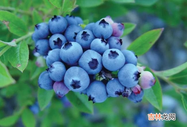 十大高抗氧化食品 枸杞位居第一