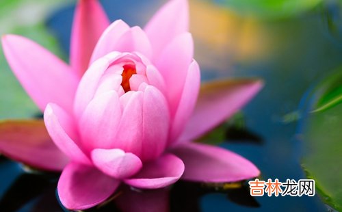 双子女和什么星座配