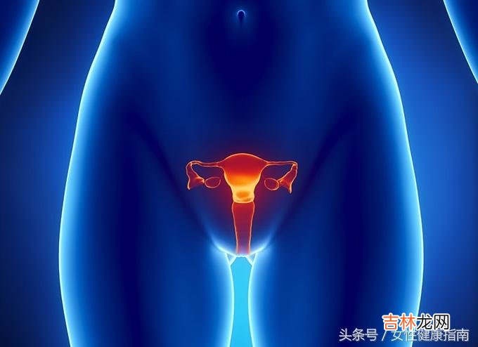 女性生殖器官