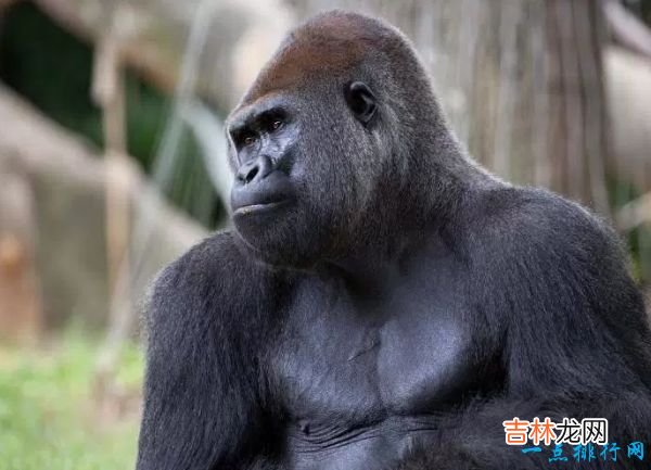 世界十大咬合力最强动物 尼罗鳄咬合力达5000磅!