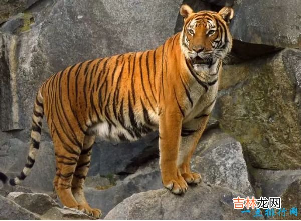 世界十大咬合力最强动物 尼罗鳄咬合力达5000磅!