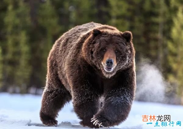 世界十大咬合力最强动物 尼罗鳄咬合力达5000磅!