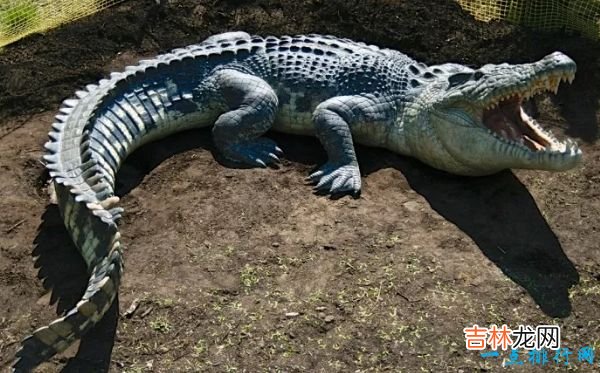 世界十大咬合力最强动物 尼罗鳄咬合力达5000磅!