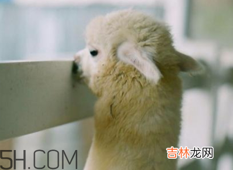 qq羊驼表情什么意思 发羊驼是什么？意思