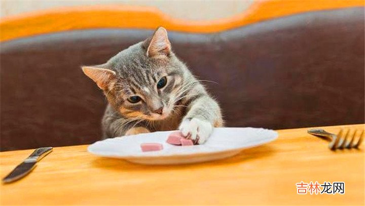 狸花猫是什么猫 狸花猫千万不能养为什么