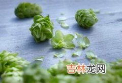 啤酒花种植的7个步骤 自己能种啤酒花吗