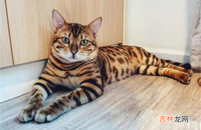 最适合家养的猫排名 十大适合家养的猫