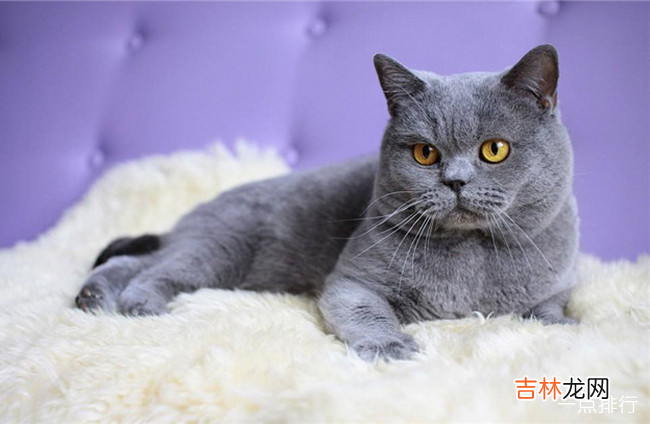 最适合家养的猫排名 十大适合家养的猫