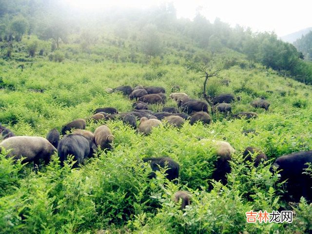 71年属猪女2020年运程