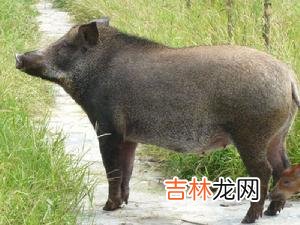 71年属猪女2020年运程