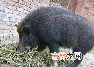 71年属猪女2020年运程