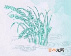 2020芒种出生的鼠宝宝起名字宜用字,芒种出生运势解析！