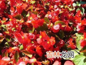 对付白羊男绝对要冷