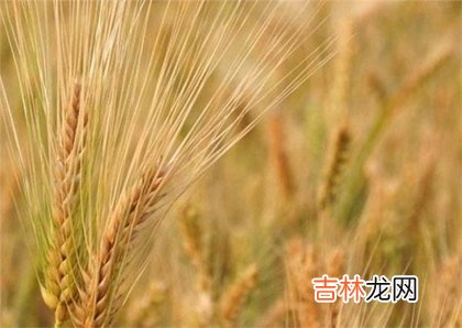 2020年6月5日芒种出生鼠宝宝五行缺什么,起名宜用字解析