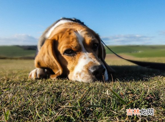 第一眼看到什么动物就是什么？人 第一眼看到的动物测试