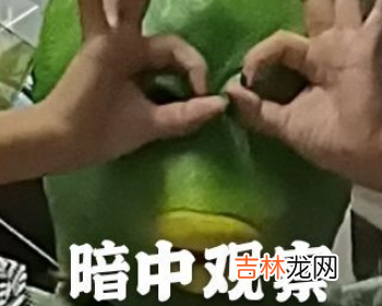 绿鱼人是什么梗