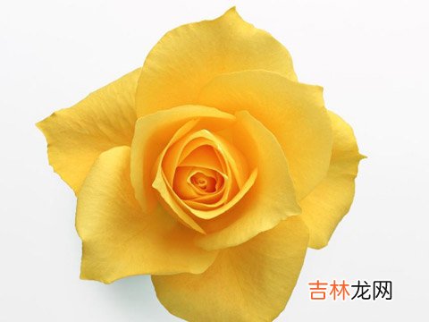 金牛座和什么座最配