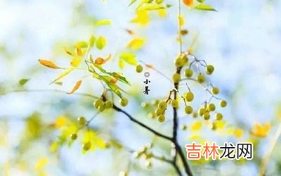 2020小暑出生的宝宝名字，小暑节气生起啥名字好听？