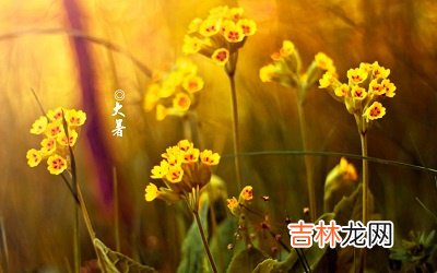 2020鼠年大暑节气出生缺木男孩取什么名字好？