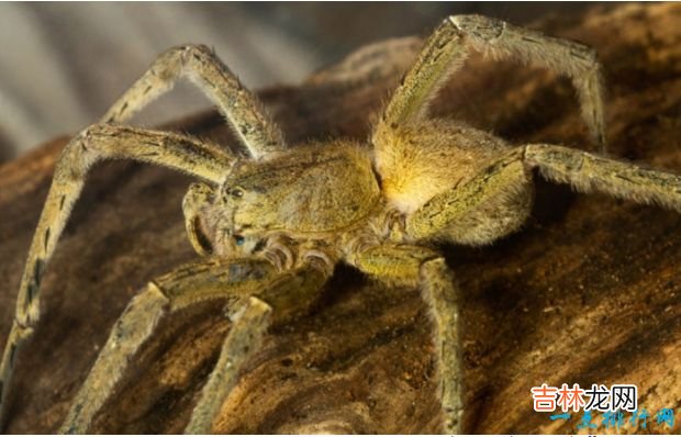 世界上最毒的10种蜘蛛见到了一定要绕着走