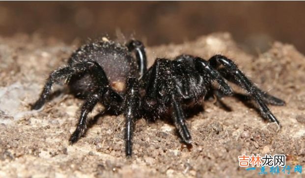 世界上最毒的10种蜘蛛见到了一定要绕着走