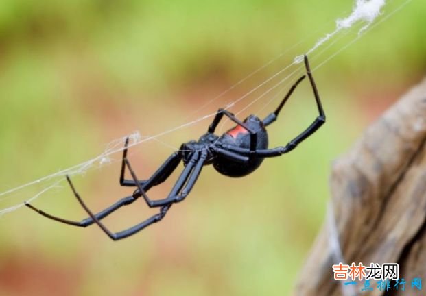 世界上最毒的10种蜘蛛见到了一定要绕着走