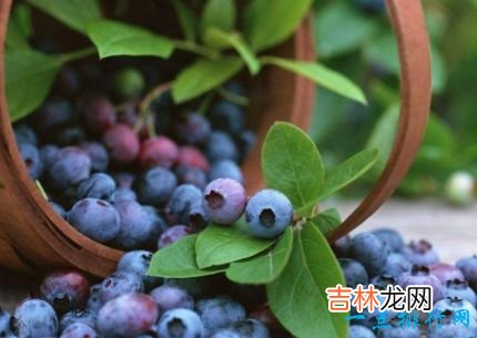 十大抗衰老食物 美容养颜良品