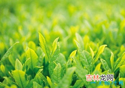 十大抗衰老食物 美容养颜良品