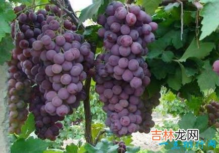十大抗衰老食物 美容养颜良品