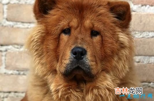 战斗力最强的狗狗排名 獒犬咬合力为556磅