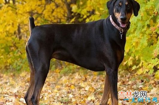 战斗力最强的狗狗排名 獒犬咬合力为556磅