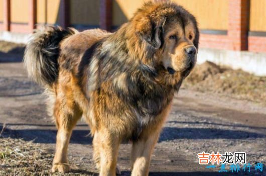 战斗力最强的狗狗排名 獒犬咬合力为556磅