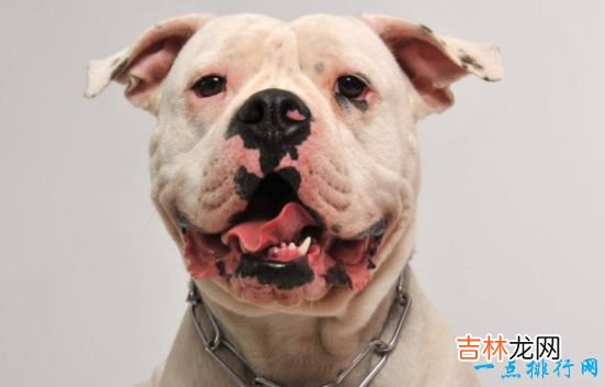 战斗力最强的狗狗排名 獒犬咬合力为556磅